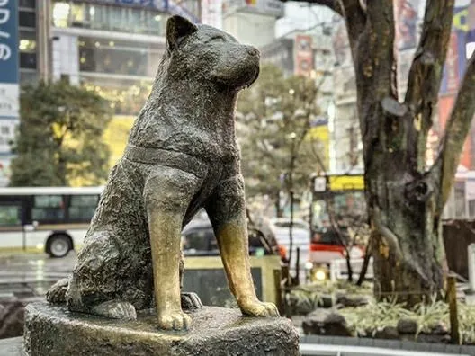 Gdzie znaleźć najlepsze miejsca, by obejrzeć film "Mój przyjaciel Hachiko"?