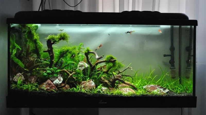 Idealna obsada do akwarium 200l – co wybrać, by cieszyć się pięknem podwodnego świata?