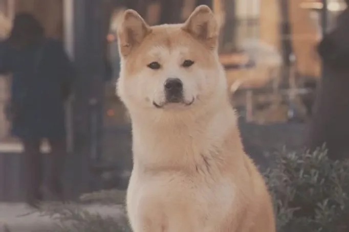 Pies, który czekał na swojego pana – historia, która porusza serca w filmie