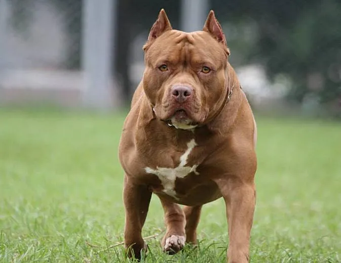 Pitbull 2: Kiedy możemy się spodziewać premiery w kinach?