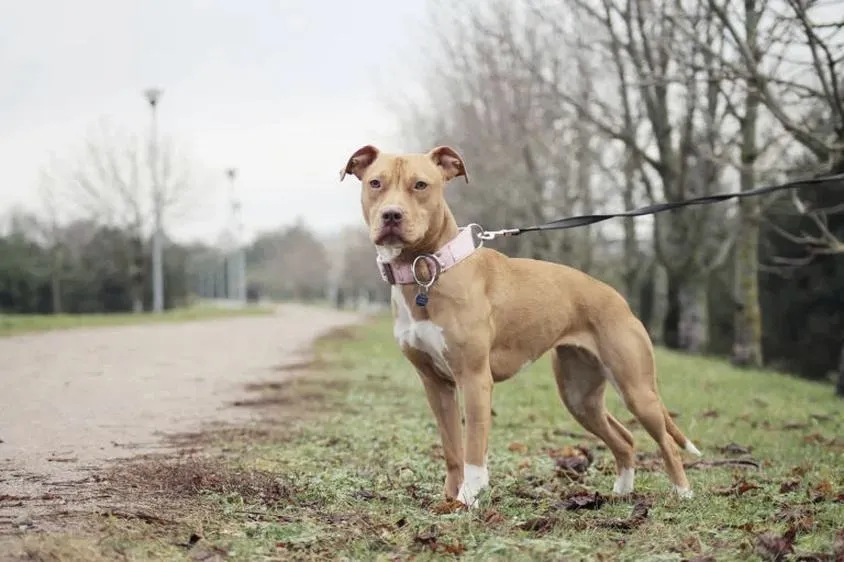 Pitbull w kinach – znana premiera, która zaskoczy wszystkich!