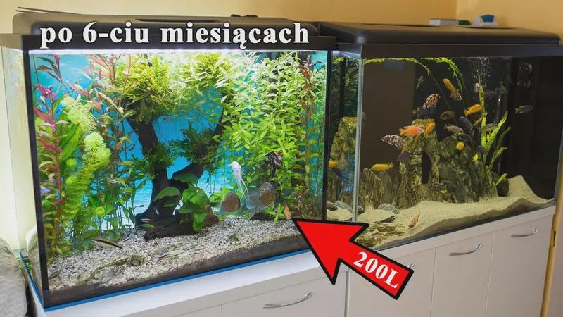 Akwarium 200l