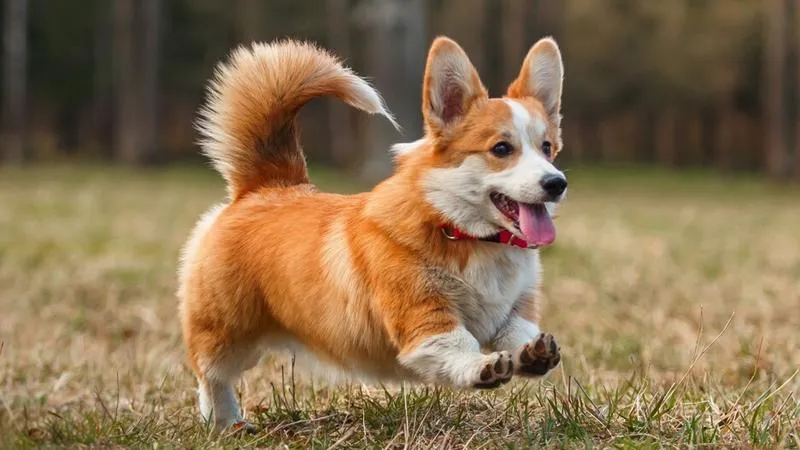 Fabuła i obsada filmu