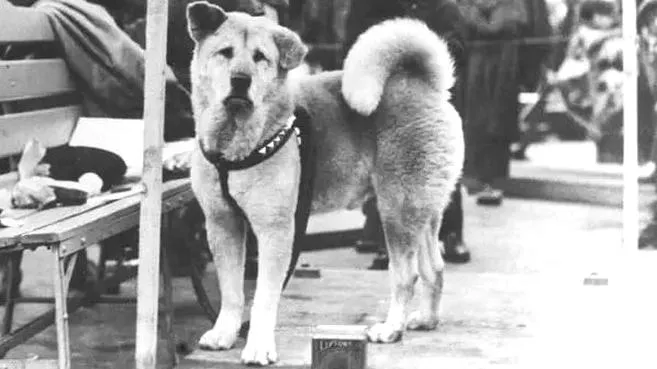 Film mój przyjaciel hachiko