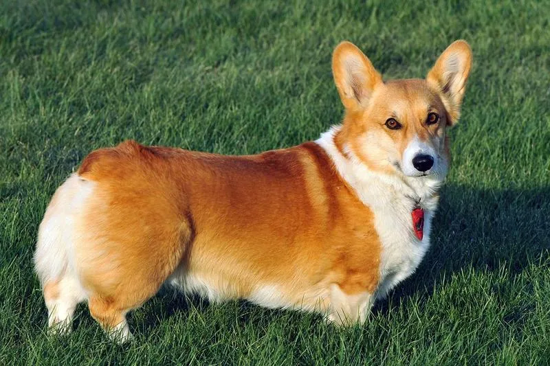 Film o corgi