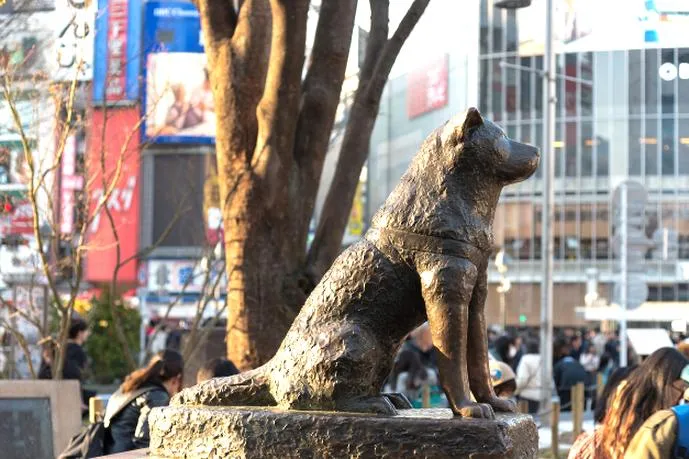 Gdzie obejrzeć mój przyjaciel hachiko