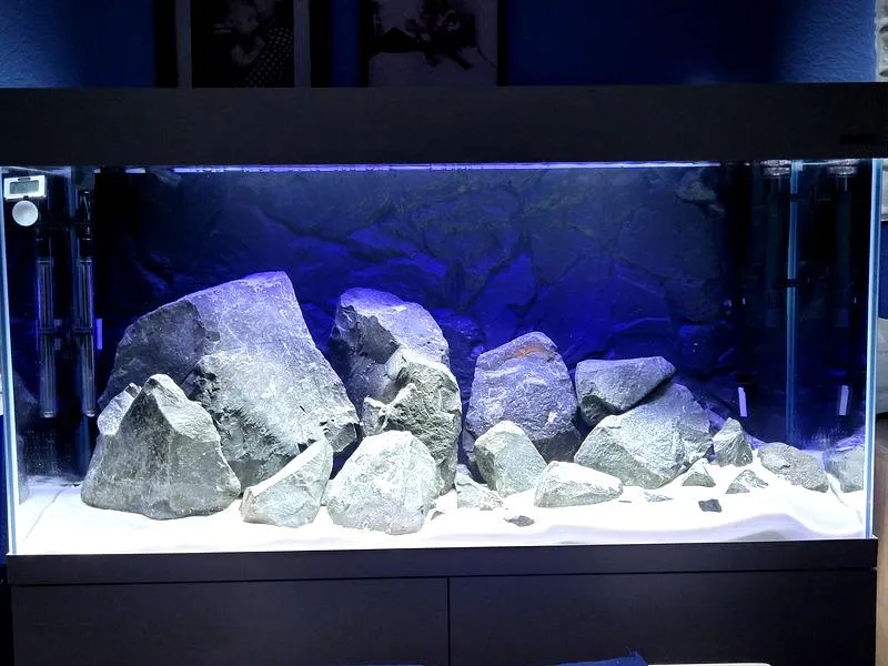 Idealna obsada do akwarium