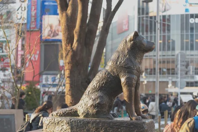 Pies Hachiko