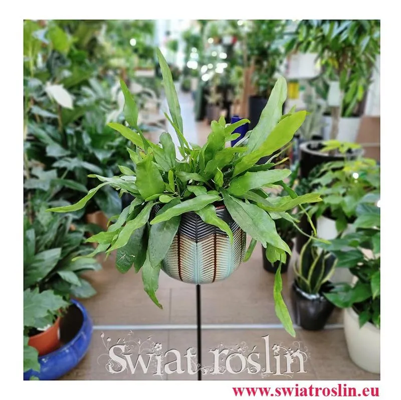 Polska wersja serialu