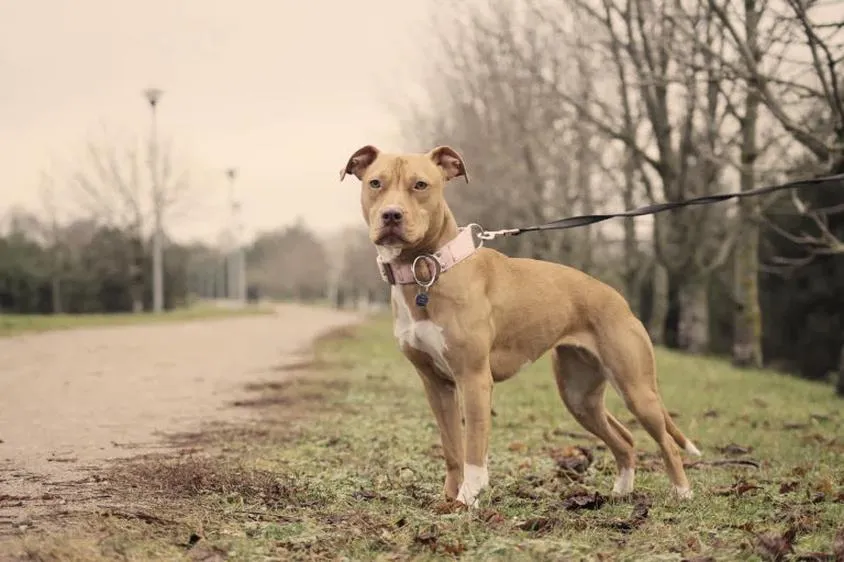 Premiera pitbulla 2