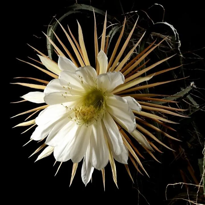 Serial Królowa jednej nocy